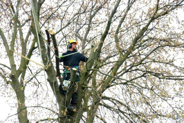 Guide pratique pour un élagage d'arbres sain et sûr